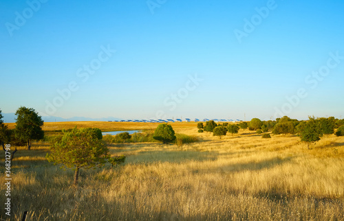 Summer landscape of a field of dry grasses and in the background photovoltaic panels