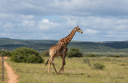 Wild lebende Giraffe in Südafrika