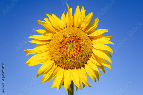 Close-up of sunflower against a blue sky. Sunflower blooming.