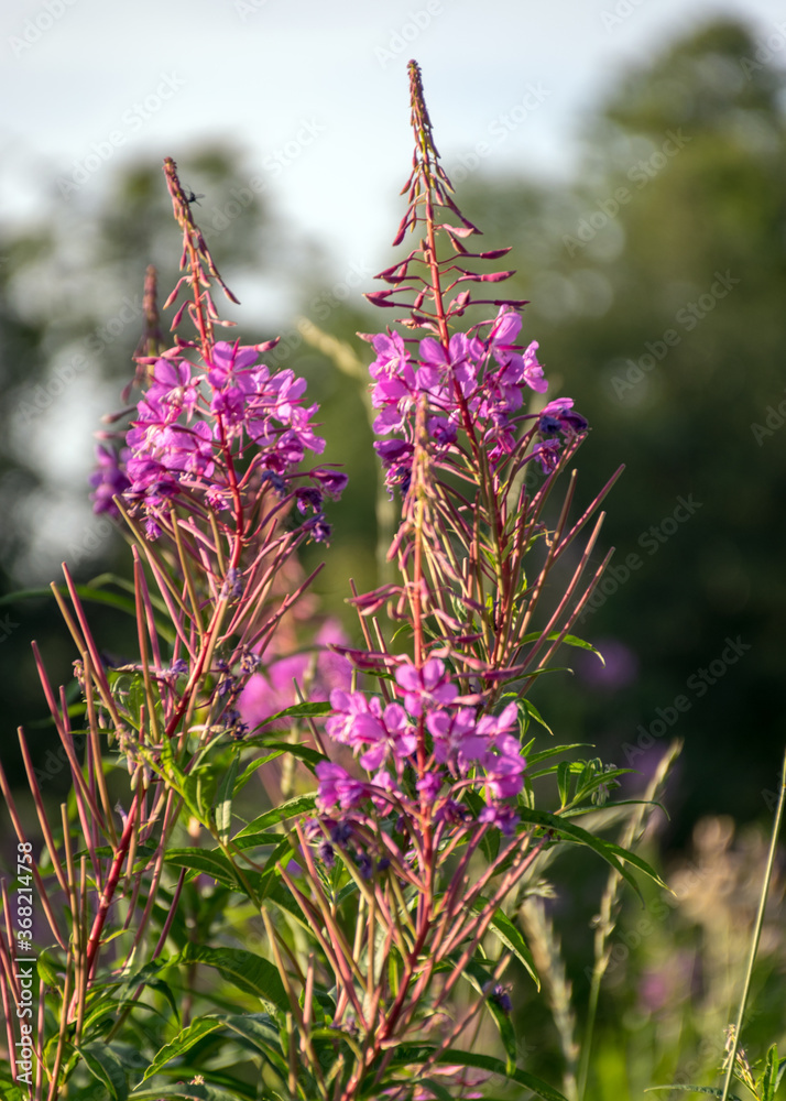 Obraz premium fragments of pink flowers on a blurred background, summer