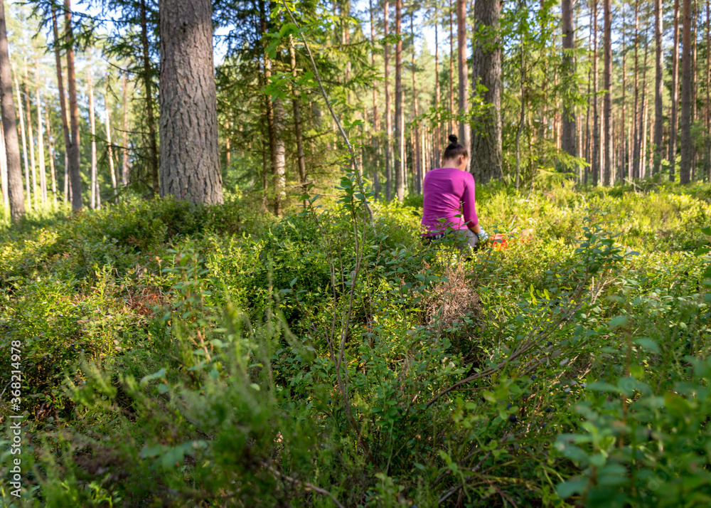 blueberry berry picking in the forest, forest vegetation, summer blueberry berry picking in the forest, forest vegetation, summer