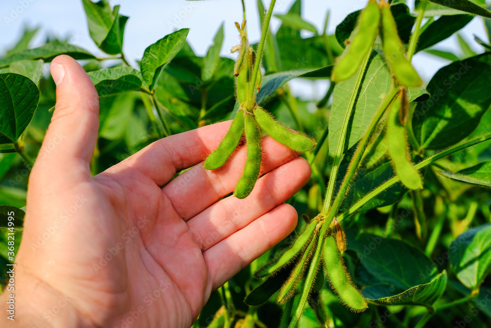 Young green unripe soybean pods on the stem of plant in mans hand Young green unripe soybean pods on the stem of plant in mans hand