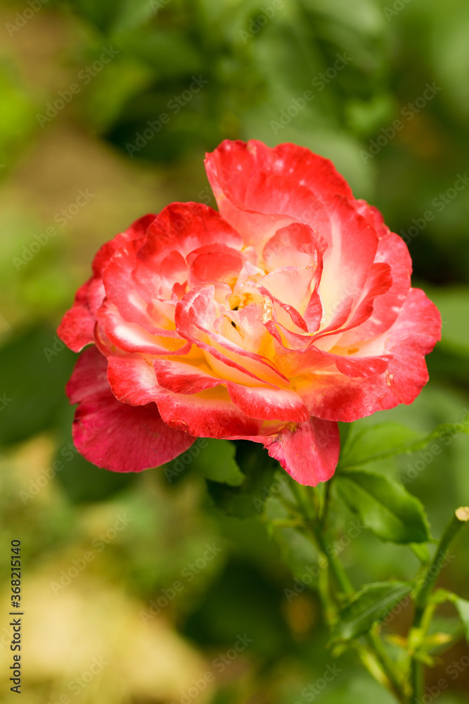Beautiful flowers of red roses background blur selective focus Beautiful flowers of red roses background blur selective focus