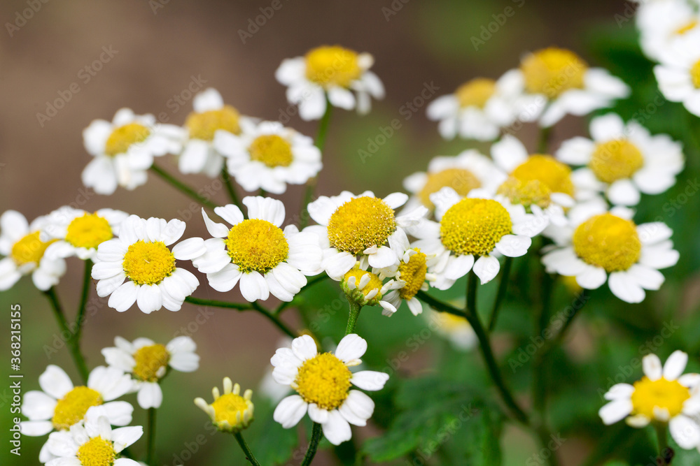 Beautiful flowers of white daisies background blur selective focus