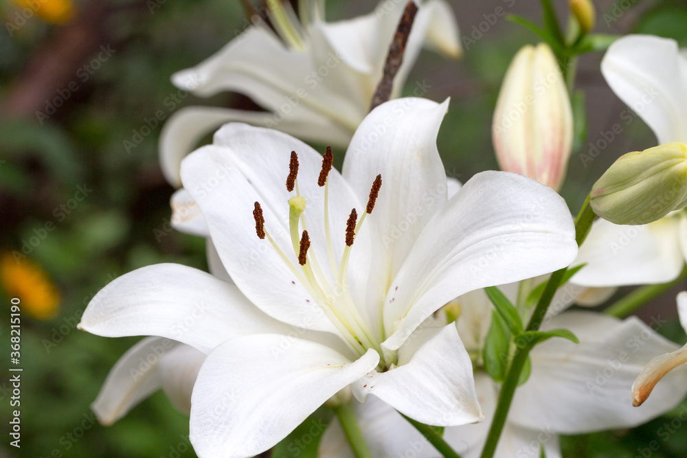Beautiful flowers of white lilies background blur selective focus
