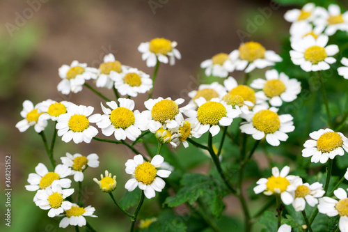 Beautiful flowers of white daisies background blur selective focus