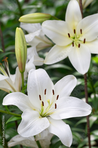 Beautiful flowers of white lilies background blur selective focus © Elena
