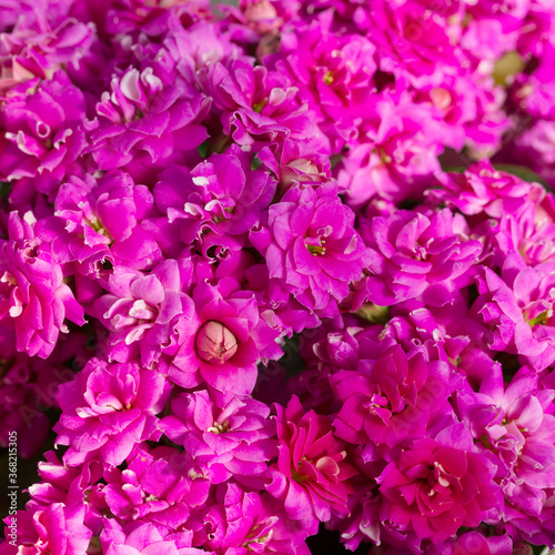 Beautiful flower background  repeated a beautiful pink flowers  selective focus.