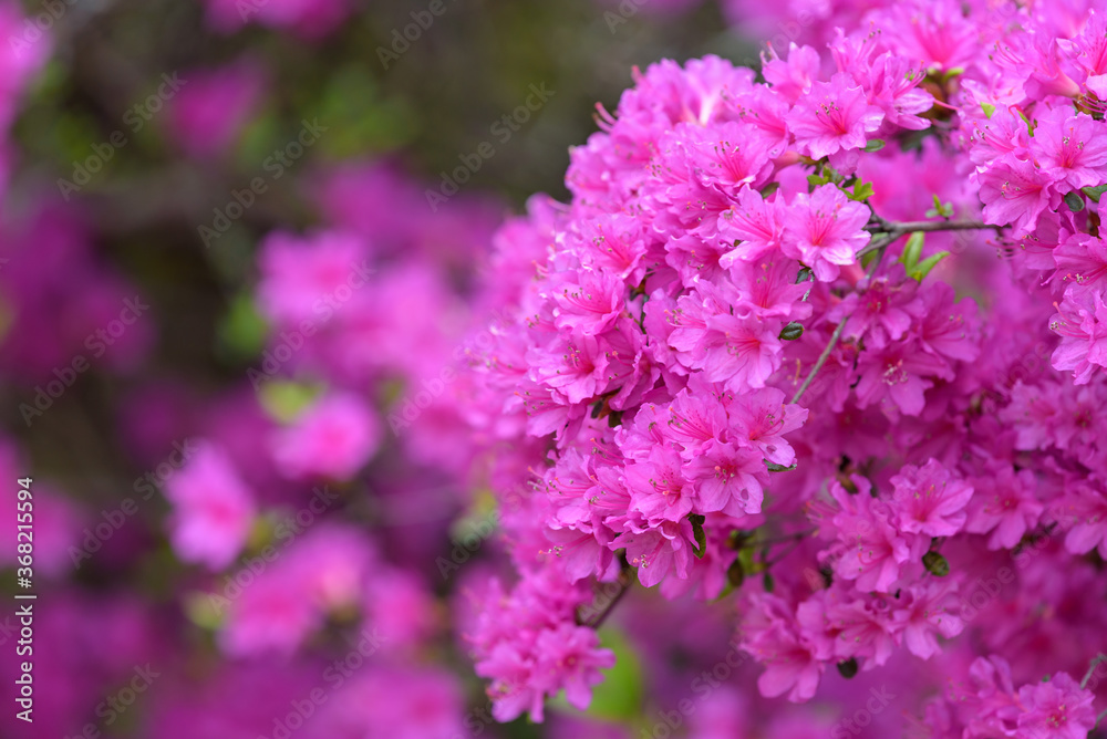 Pink azalea flower, in full bloom, Rhododendron Pink azalea flower, in full bloom, Rhododendron