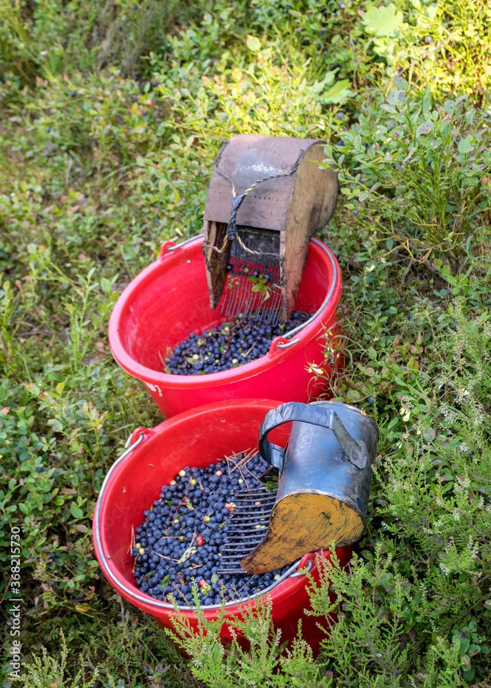 Fototapeta premium buckets with picked blueberry berries on a fuzzy forest background, berry picking device, berry picking tools, a bucket and berry picker on a trail in woods