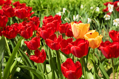 Red tulips in the garden soft focus
