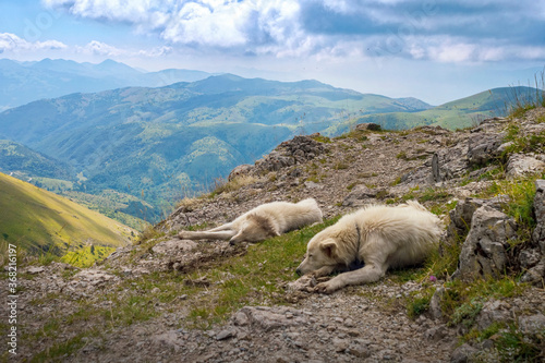 Two Maremmano Abruzzese sheep dogs are resting on the top of a mountain inside the Abruzzo, Lazio and Molise National park in Italy
