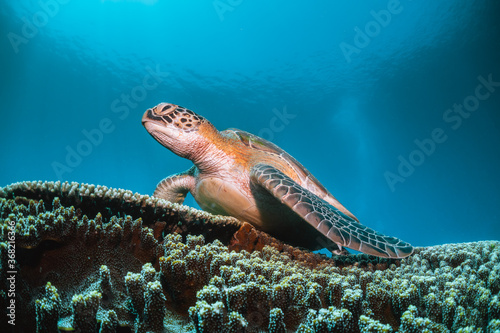 Fototapeta Green sea turtle underwater,  swimming among colorful coral reef in clear blue o