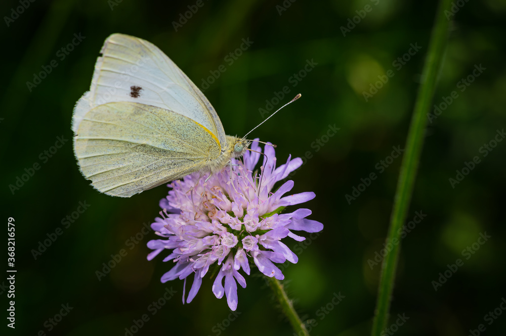 Weißlinge (Pieridae) Schmetterling auf einer Blüte Weißlinge (Pieridae) Schmetterling auf einer Blüte