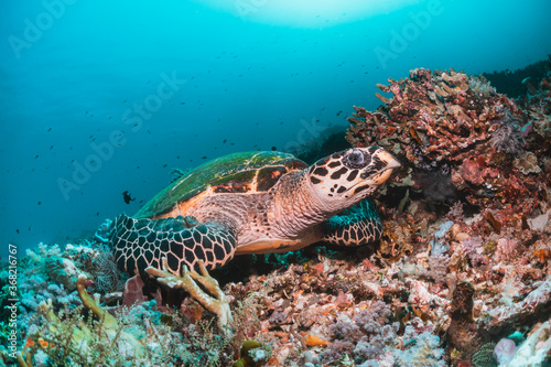 Green sea turtle underwater   swimming among colorful coral reef in clear blue ocean