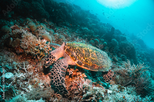Green sea turtle underwater,  swimming among colorful coral reef in clear blue ocean © Aaron