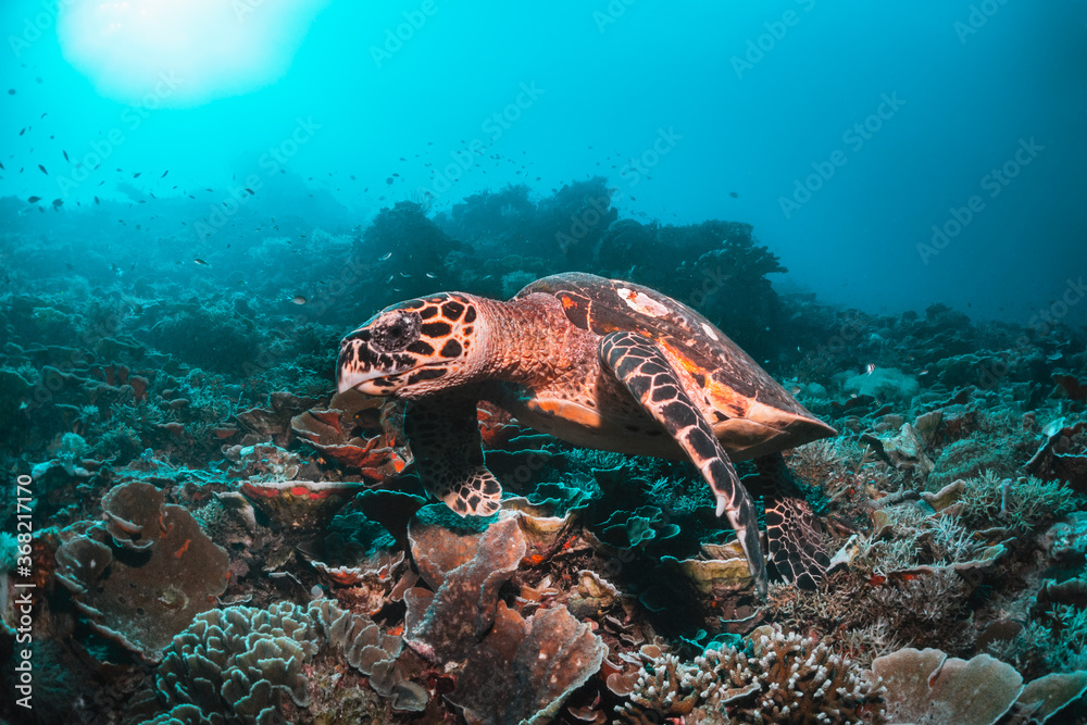 Green sea turtle underwater,  swimming among colorful coral reef in clear blue ocean