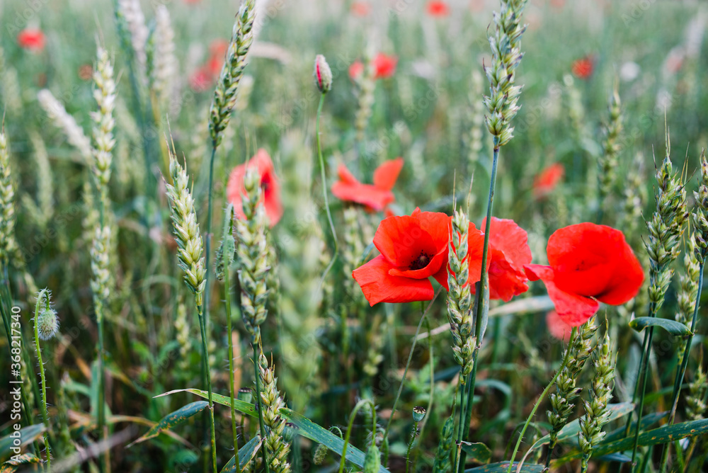 Naklejka premium Wheat fields with poppy flowers close up