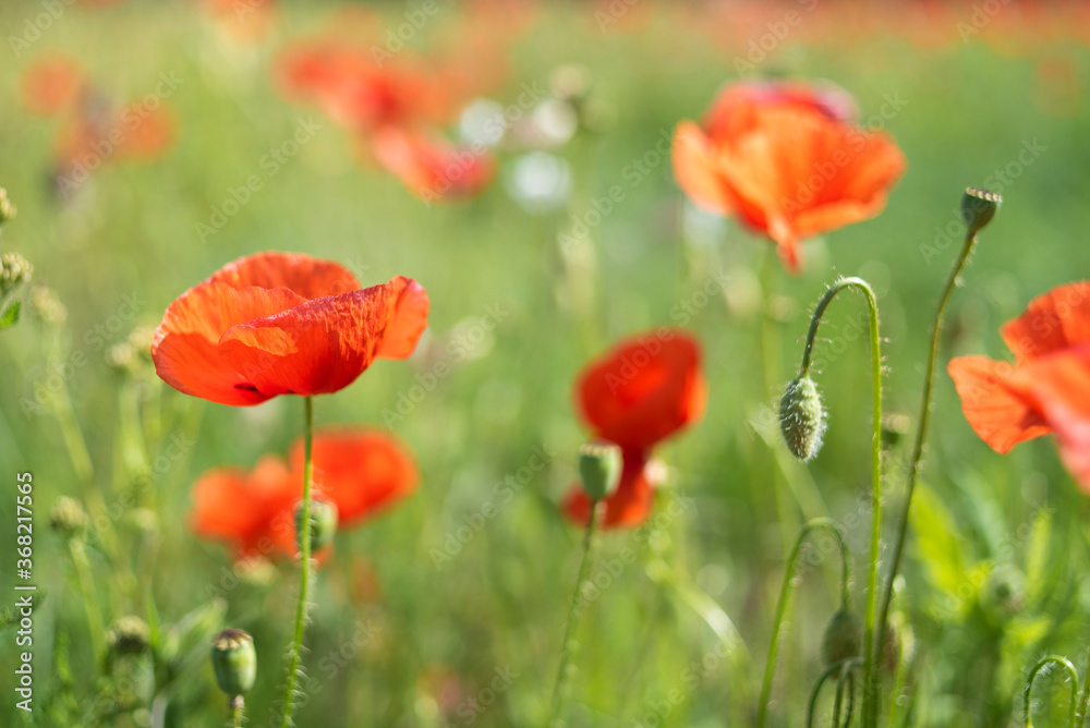 Fototapeta premium Wheat fields with poppy flowers close up