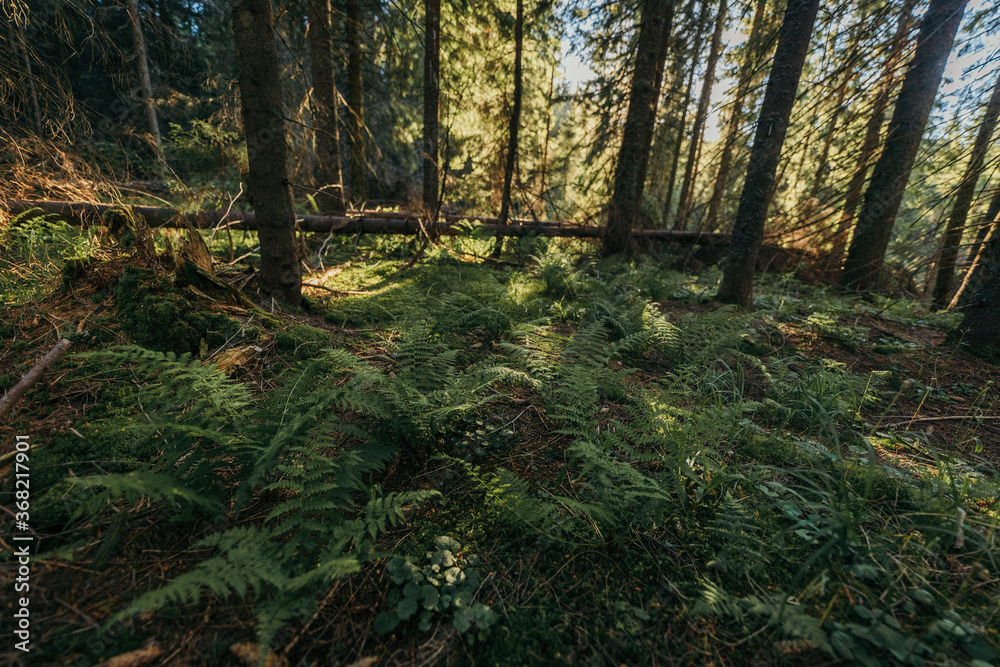 Fototapeta premium A tree in a forest