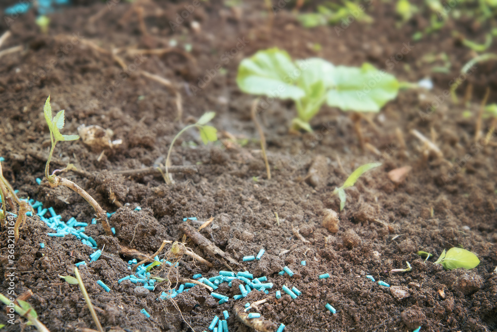 Snail poison granules. Slug grain is used to protect vegetables from snails (selective focus on foreground and blurred background) Snail poison granules. Slug grain is used to protect vegetables from snails (selective focus on foreground and blurred background)
