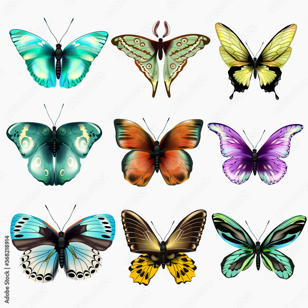 Collection of colorful isolated butterflies