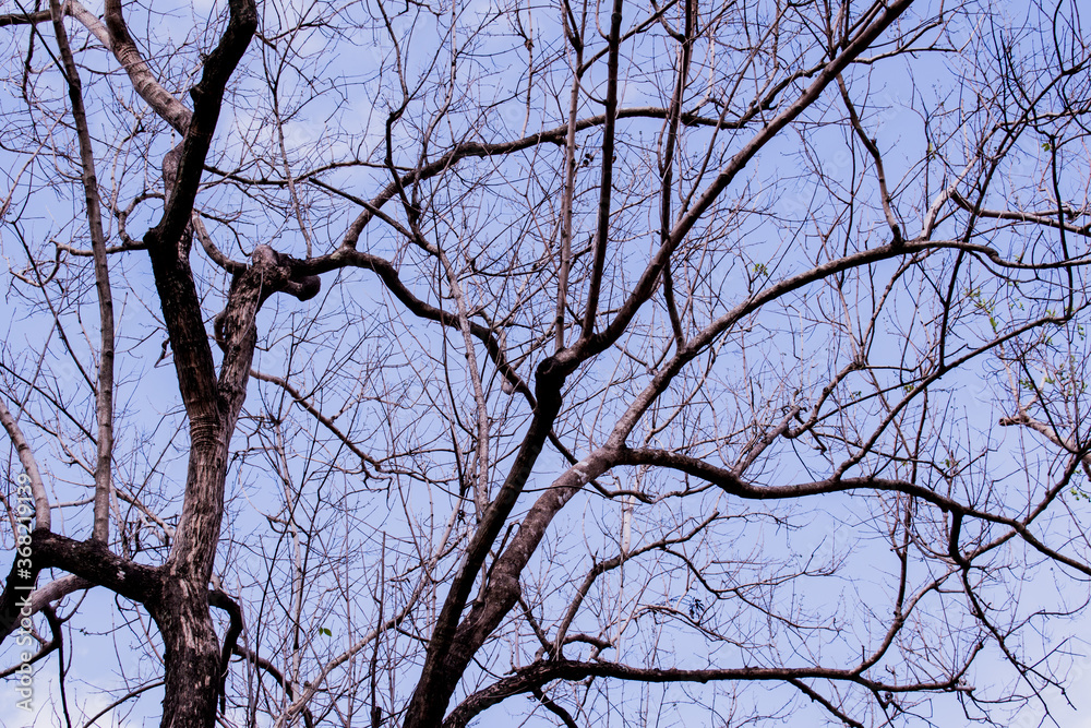 The trees branches without leaves in winter. Usually the most dominant feature of a tree any time of year after the leaves have fallen. The trees branches without leaves in winter. Usually the most dominant feature of a tree any time of year after the leaves have fallen.