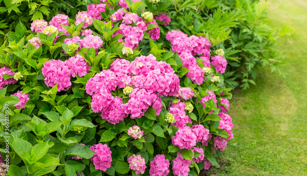 Hydrangea blossom on sunny day. Flowering hortensia plant. Pink Hydrangea macrophylla blooming in spring and summer in a garden. Hydrangea blossom on sunny day. Flowering hortensia plant. Pink Hydrangea macrophylla blooming in spring and summer in a garden.