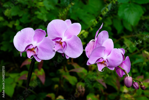 blossoms of orchid  Phalaenopsis  close-up
