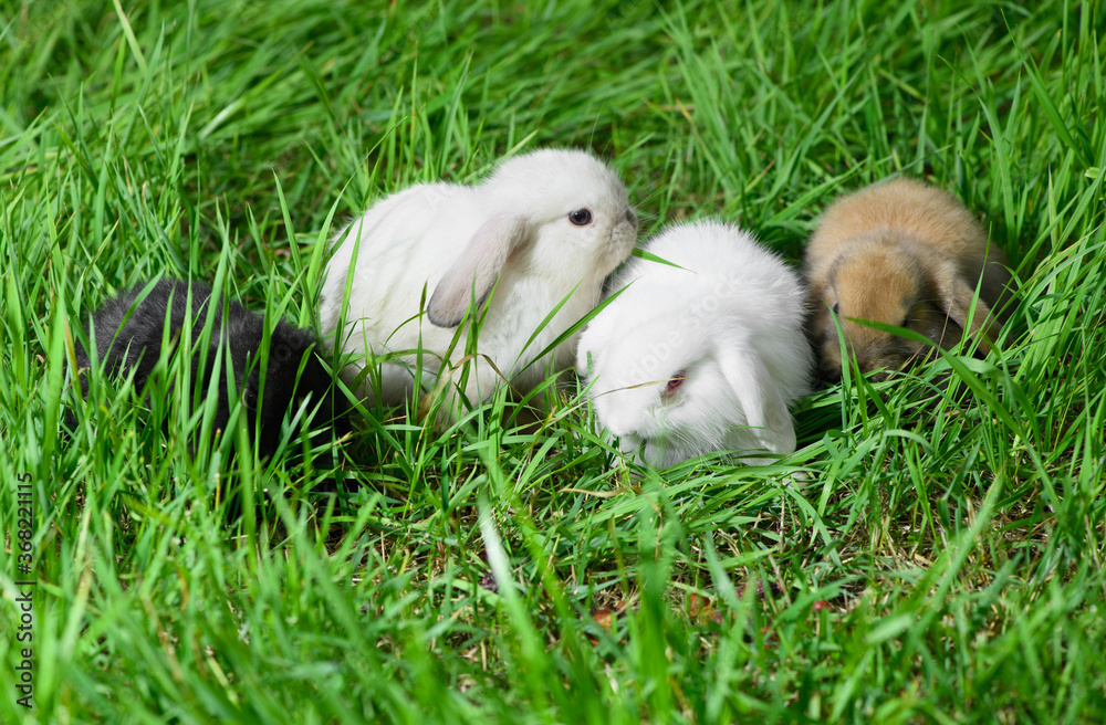 Four small rabbits are lying on the grass in outdoors. Four small rabbits are lying on the grass in outdoors.