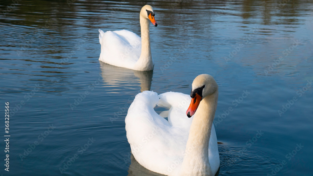 Naklejka premium Two adult white swans on river.