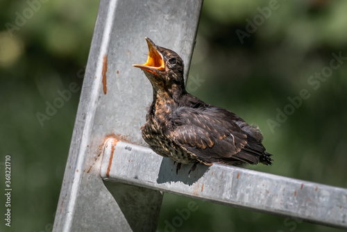 Young Eurasian Blackbird Fledgling Sits On Ladder and Waits To Be Fed With Wide Open Beak