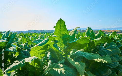 Foto Tobacco plant cultivation field with large black tobacco leaves