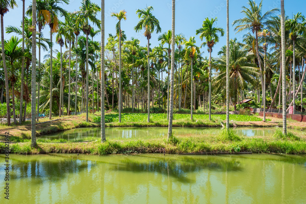 Cultivation of coconut trees and fish breeding. Agriculture is the main occupation of the inhabitants of the Island of Weh, the northernmost and westernmost point of Indonesia northern of Sumatra Cultivation of coconut trees and fish breeding. Agriculture is the main occupation of the inhabitants of the Island of Weh, the northernmost and westernmost point of Indonesia northern of Sumatra