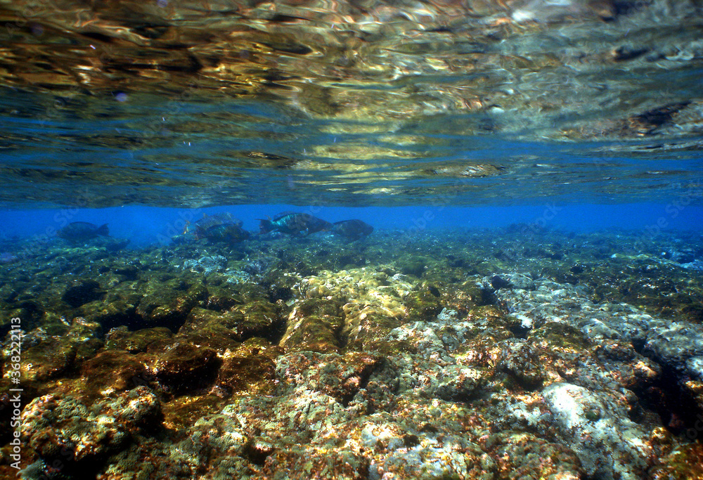 underwater coral reef fish ocean caribbean sea Venezuela underwater coral reef fish ocean caribbean sea Venezuela