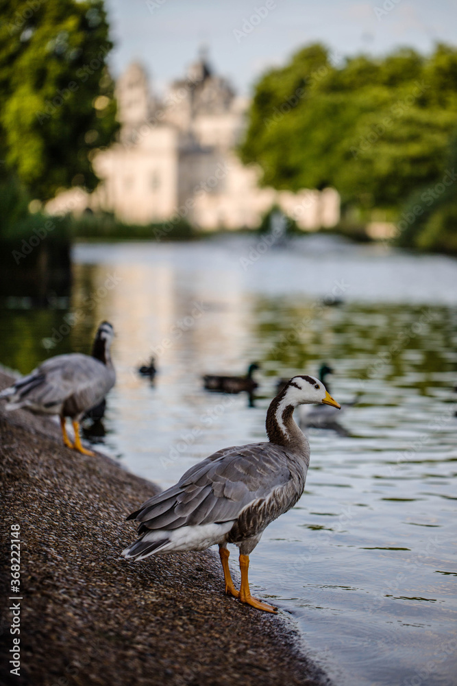 ducks in st james park