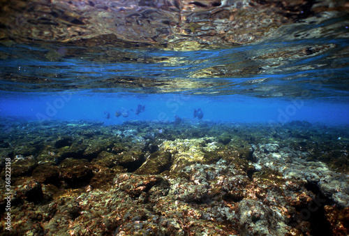 underwater coral reef fish ocean caribbean sea Venezuela