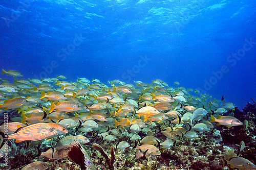 Foto underwater coral reef fish ocean caribbean sea Venezuela