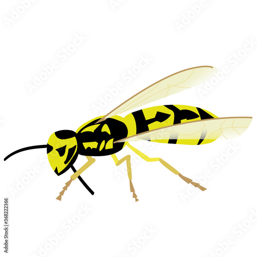 color wasp isolated on white background. dangerous insect