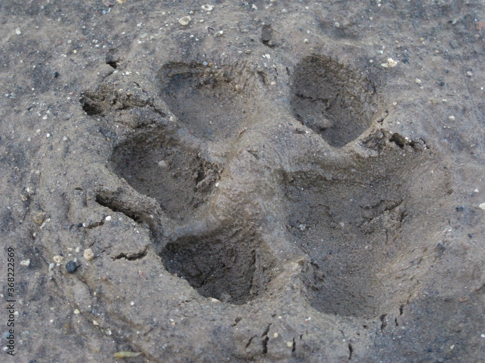 Hundepfote, Pfotenabdruck vom Hund Wolf im Sand Schlamm