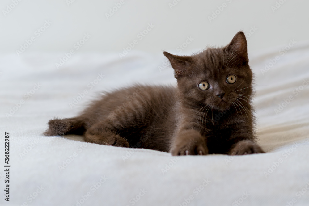 Cute dark chocolate british shorthair kitten. Selective focus