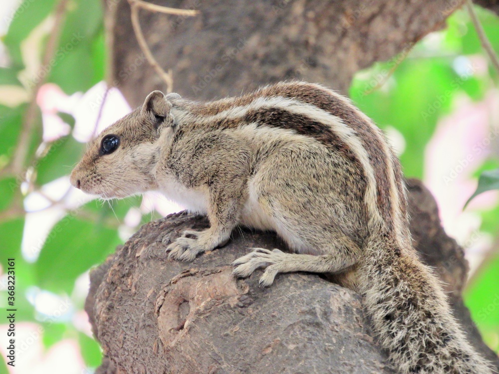 squirrel on a tree squirrel on a tree