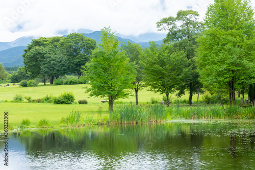 夏の日光にある池と緑の木々