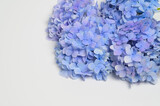 There is a purple hydrangea on a white background