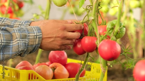 Hand of farmer man picking tomatoes growing in plant tomato vegetables on branch in garden rural sun background. Farming harvesting crop organic healthy food greenhouse gardening concept. 4 K slow-mo photo