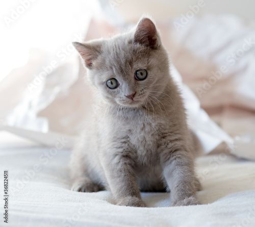 Cute lilac british shorthair kitten plays in decor paper. Selective soft focus. 