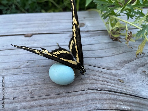 Yellow Butterfly Beside a Bird Egg