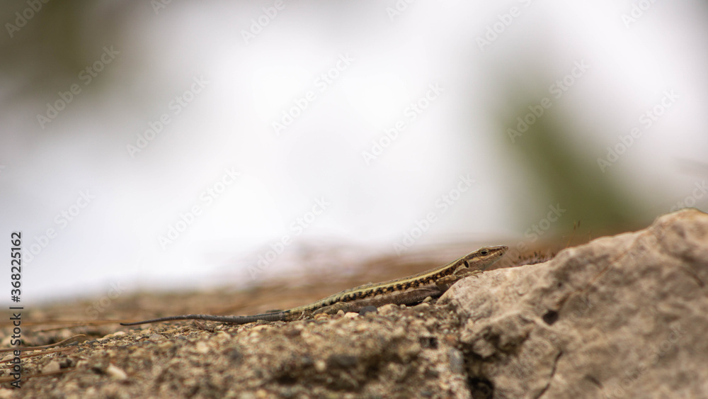 lizard basking in the sun on the rocks, summer lizard basking in the sun on the rocks, summer