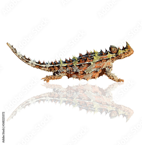 Thorny devil isolated on white background photo