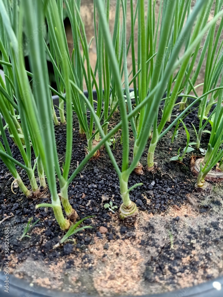 onion in the garden onion in the garden